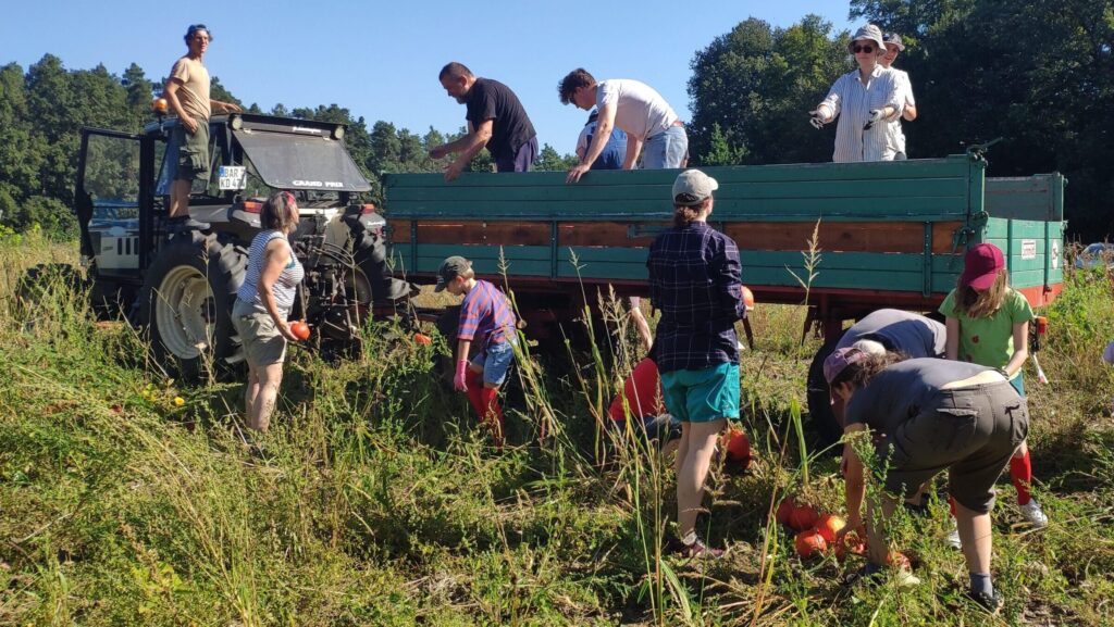 Spörgelhofmitglieder laden dem Feld Kürbisse auf den Traktoranhänger